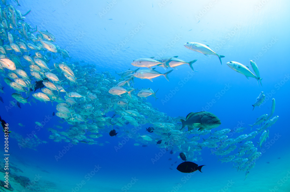 Obraz premium Big eye Trevally Jack, (Caranx sexfasciatus) in polarized school, bait ball or tornado with a diver taking pictures. Cabo Pulmo National Park, The world's aquarium. Baja California Sur,Mexico.