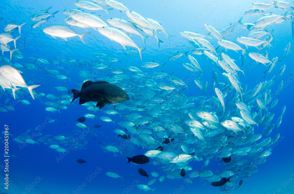 Fototapeta premium Big eye Trevally Jack, (Caranx sexfasciatus) in polarized school, bait ball or tornado with a diver taking pictures. Cabo Pulmo National Park, The world's aquarium. Baja California Sur,Mexico.