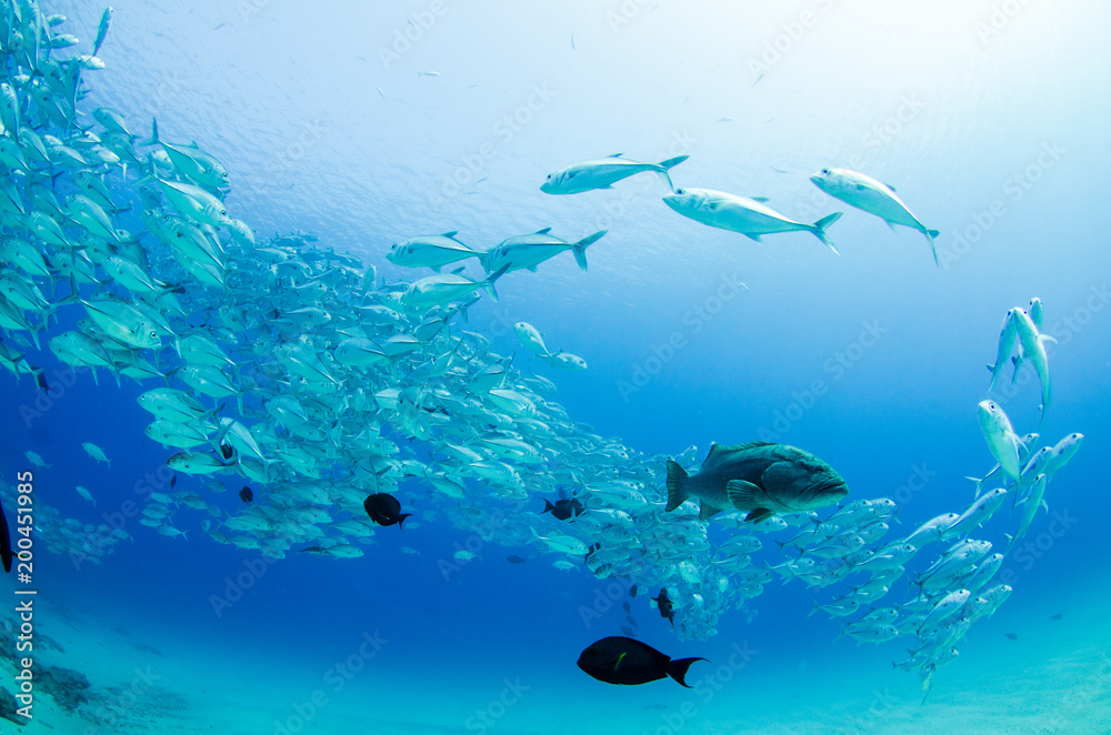 Fototapeta premium Big eye Trevally Jack, (Caranx sexfasciatus) in polarized school, bait ball or tornado with a diver taking pictures. Cabo Pulmo National Park, The world's aquarium. Baja California Sur,Mexico.
