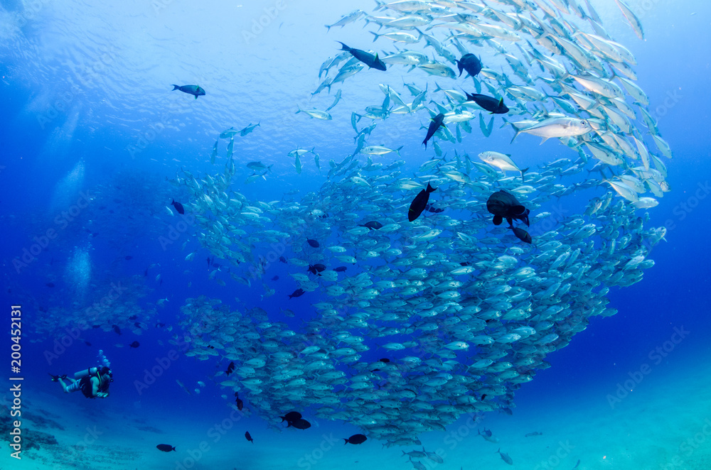 Obraz premium Big eye Trevally Jack, (Caranx sexfasciatus) in polarized school, bait ball or tornado with a diver taking pictures. Cabo Pulmo National Park, The world's aquarium. Baja California Sur,Mexico.