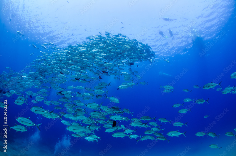 Obraz premium Big eye Trevally Jack, (Caranx sexfasciatus) in polarized school, bait ball or tornado with a diver taking pictures. Cabo Pulmo National Park, The world's aquarium. Baja California Sur,Mexico.