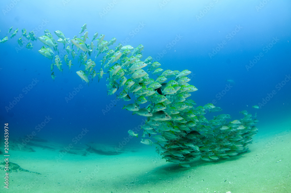 Fototapeta premium Graybar grunt (Haemulon sexfasciatus), forming a school in a shipwreck, reefs of Sea of Cortez, Pacific ocean. Cabo Pulmo, Baja California Sur, Mexico. Cousteau named it The world's aquarium.