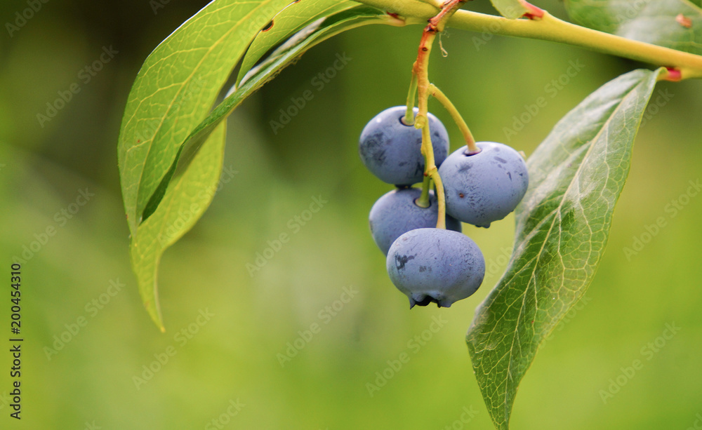 Vaccinium uliginosum (bog bilberry, bog blueberry. northern bilberry or western blueberry[ Vaccinium uliginosum (bog bilberry, bog blueberry. northern bilberry or western blueberry[