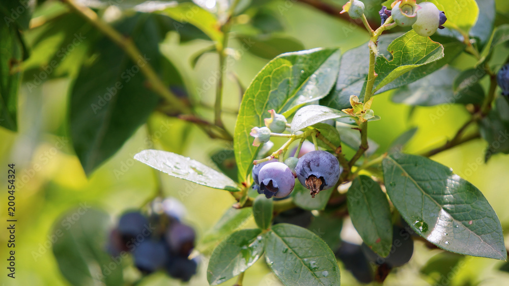 Vaccinium uliginosum (bog bilberry, bog blueberry. northern bilberry or western blueberry[ Vaccinium uliginosum (bog bilberry, bog blueberry. northern bilberry or western blueberry[