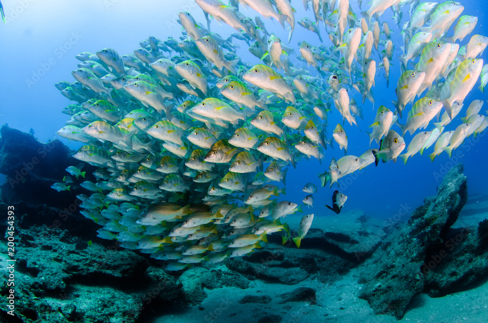 Obraz premium Graybar grunt (Haemulon sexfasciatus), forming a school in a shipwreck, reefs of Sea of Cortez, Pacific ocean. Cabo Pulmo, Baja California Sur, Mexico. Cousteau named it The world's aquarium.
