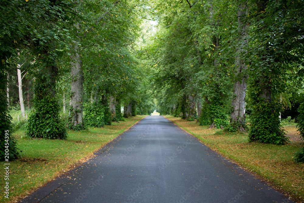 Grove view early autumn