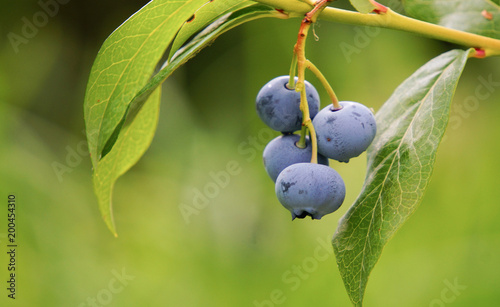 Vaccinium uliginosum (bog bilberry, bog blueberry. northern bilberry or western blueberry[
