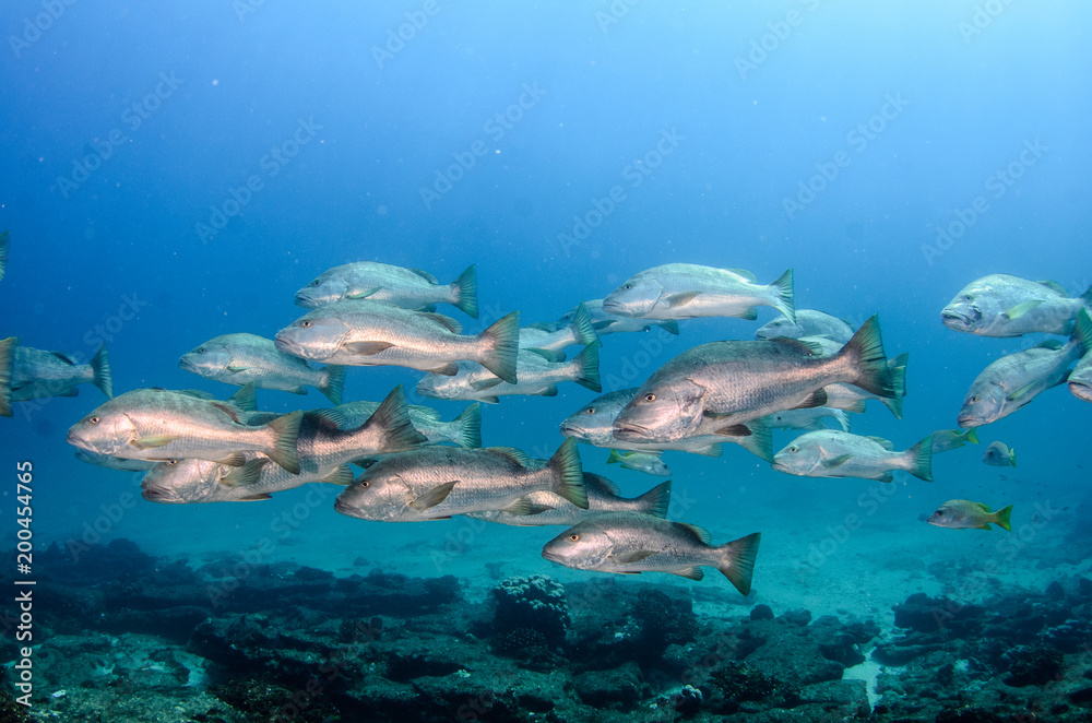 Obraz premium Big Dog Snapper (Lutjanus novemfasciatus), hunting trevally, reefs of Sea of Cortez, Pacific ocean. Cabo Pulmo National Park, Baja California Sur, Mexico. 