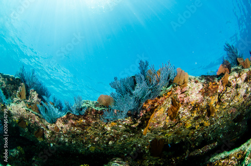 Sceny rafy koralowej Morza Corteza, Baja California Sur, Meksyk.