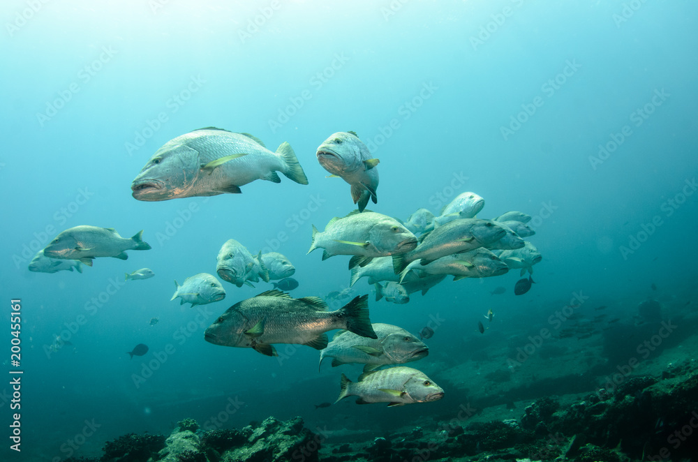 Obraz premium Big Dog Snapper (Lutjanus novemfasciatus), hunting trevally, reefs of Sea of Cortez, Pacific ocean. Cabo Pulmo National Park, Baja California Sur, Mexico. 