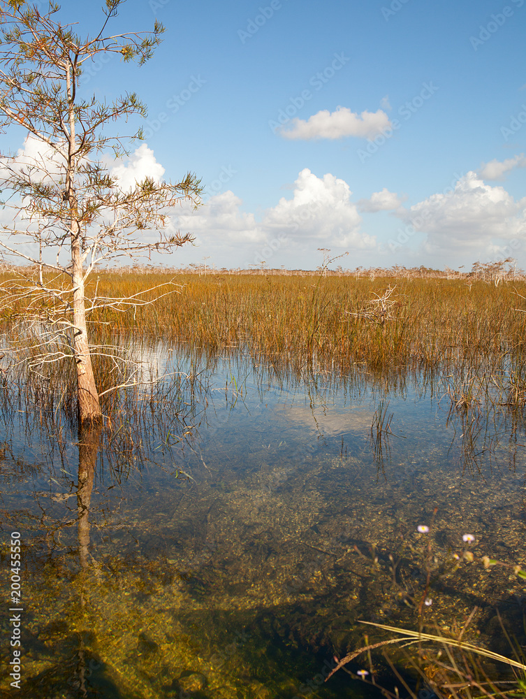 Beautiful landscape of a nature with clouds at Everglades National Park in USA. Popular place for tourists