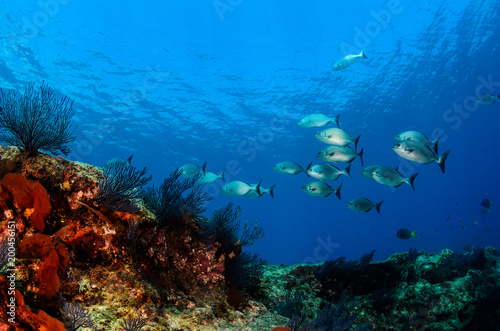 Fototapeta Naklejka Na Ścianę i Meble -  Coral reef scenics of the Sea of Cortez, Baja California Sur, Mexico. 