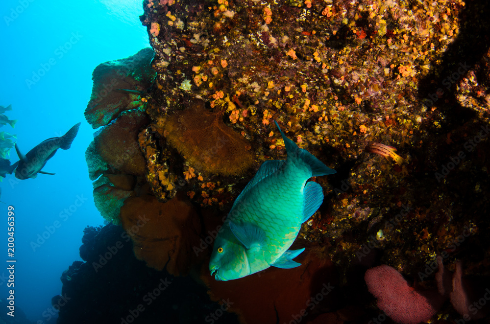 Fototapeta premium parrotfish, feeding in a shipwreck at night. reefs of the Sea of Cortez, Pacific ocean. Cabo Pulmo, Baja California Sur, Mexico. The world's aquarium.