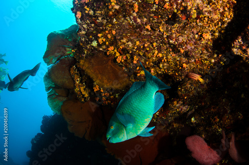  parrotfish, feeding in a shipwreck at night. reefs of the Sea of Cortez, Pacific ocean. Cabo Pulmo, Baja California Sur, Mexico. The world's aquarium.