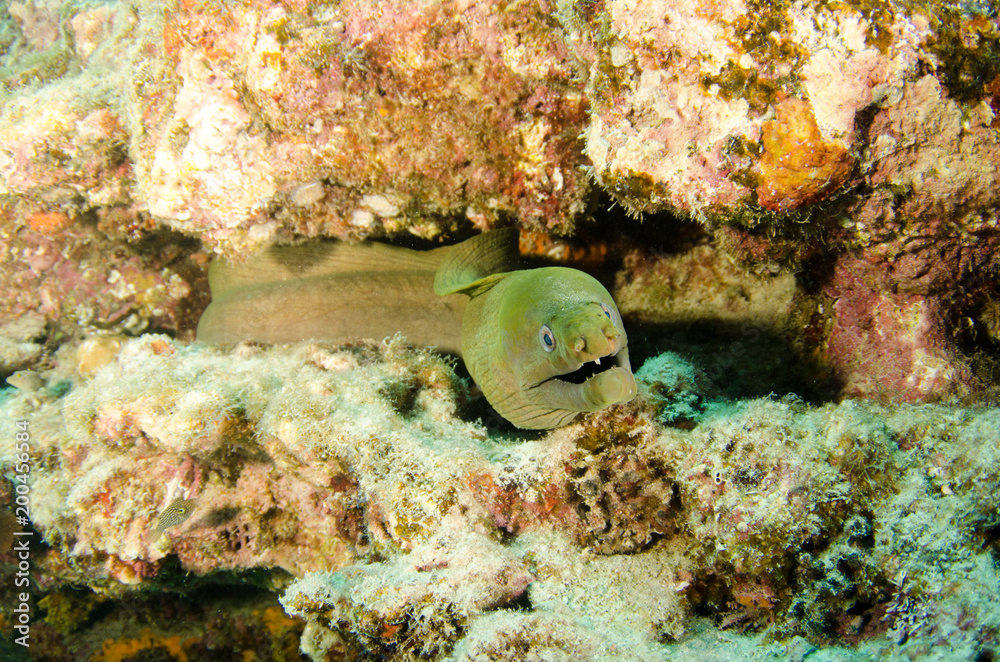 Obraz premium Panamic Green Moray Eel (Gymnothorax castaneus), mouth wide open resting in reefs of the Sea of Cortez, Pacific ocean. Cabo Pulmo, Baja California Sur, Mexico. Cousteau named it The world's aquarium.