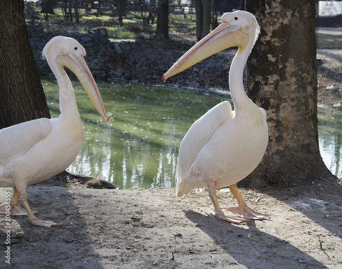 beautiful pelicans on the beach