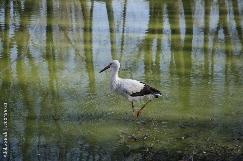 Fototapeta premium white stork in the water