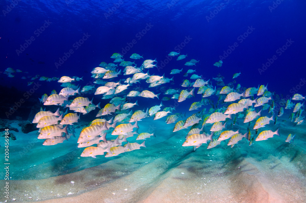 Obraz premium Graybar grunt (Haemulon sexfasciatus), forming a school in a shipwreck, reefs of Sea of Cortez, Pacific ocean. Cabo Pulmo, Baja California Sur, Mexico. Cousteau named it The world's aquarium.
