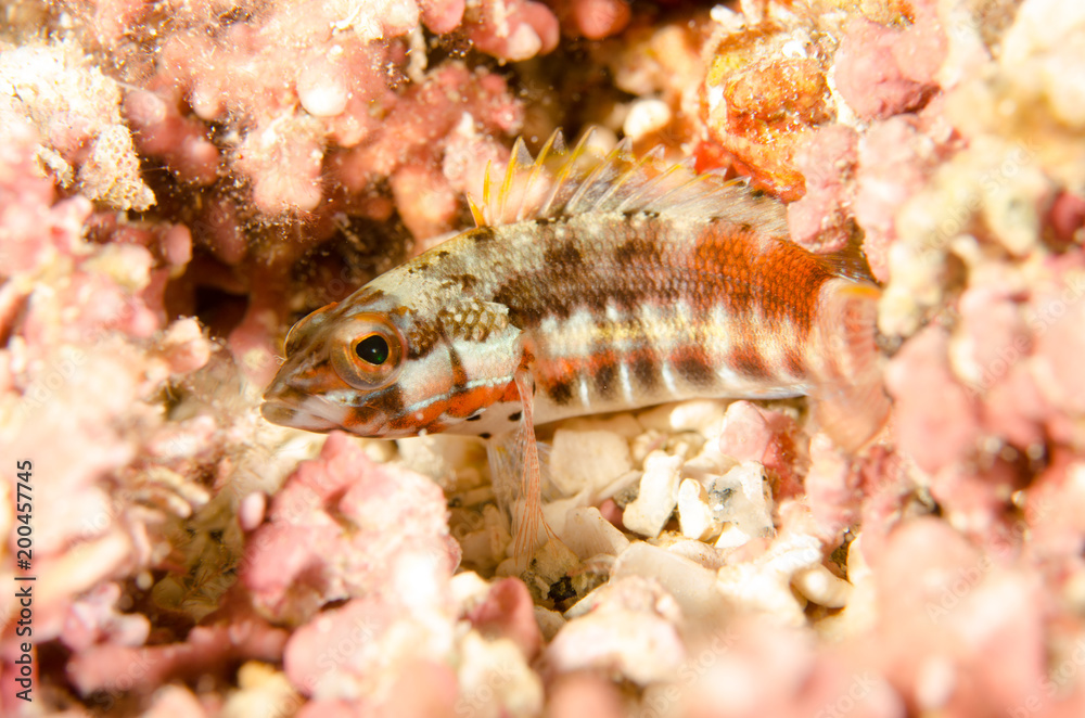 Fototapeta premium Blennys from the sea of cortez, mexico.