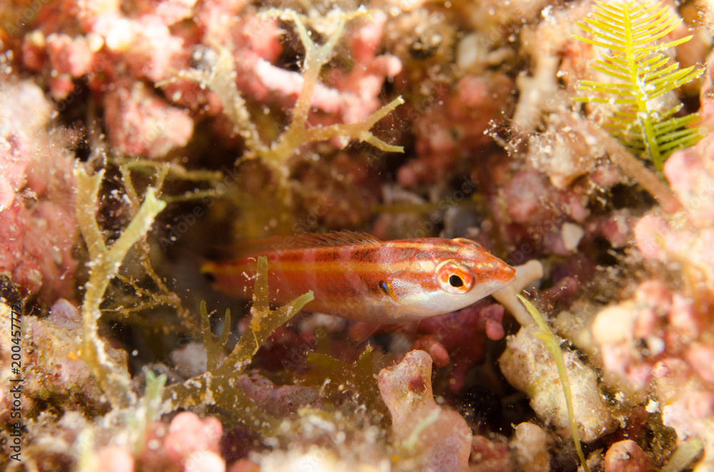 Obraz premium Blennys from the sea of cortez, mexico.