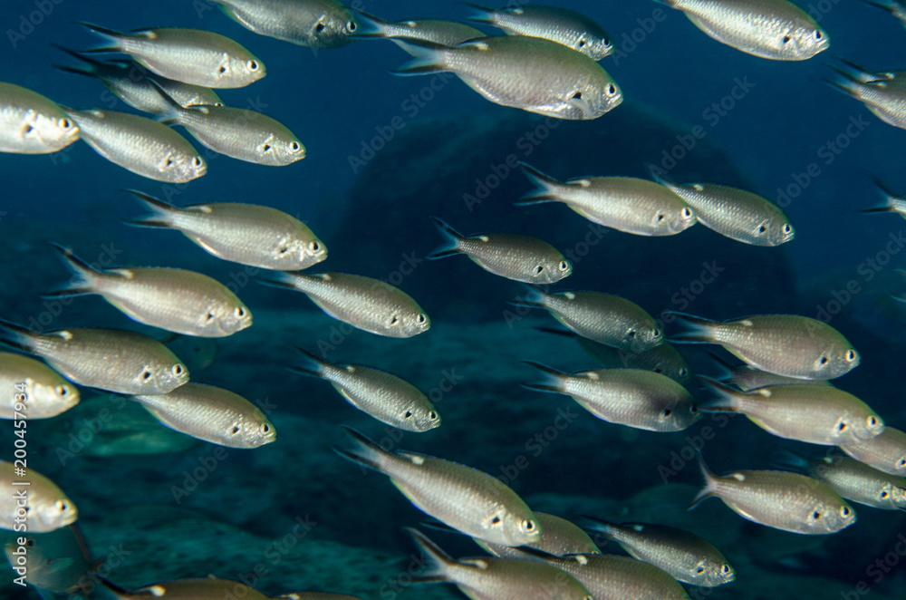 Fototapeta premium Reef fishes from the sea of cortez, mexico