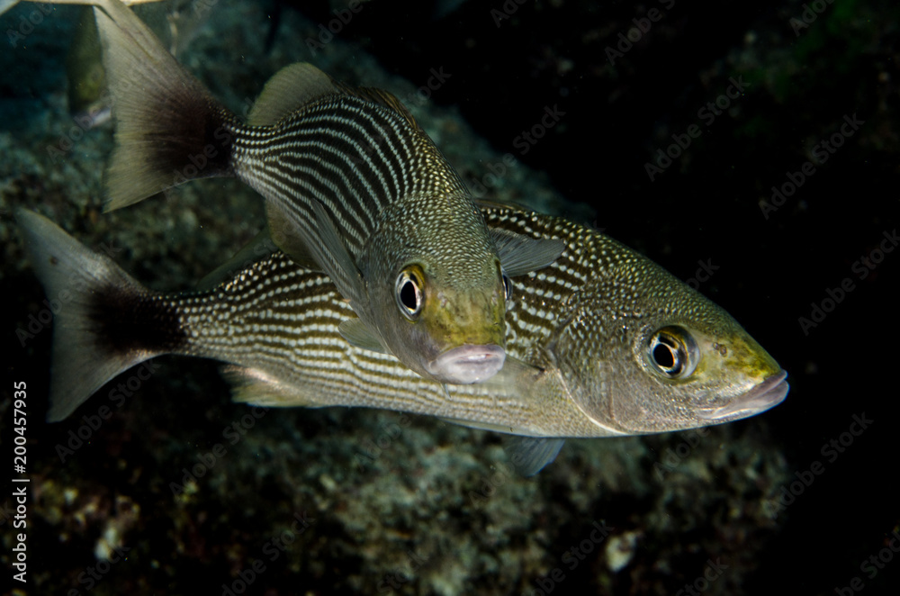 Obraz premium Reef fishes from the sea of cortez, mexico