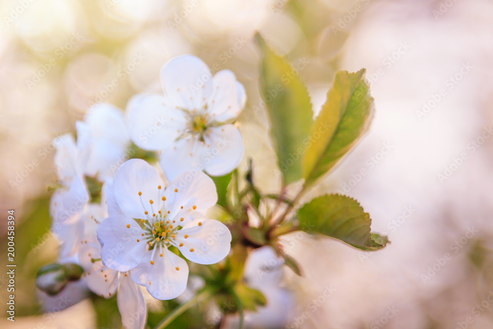 Delicate blossoming white cherries on a sunny spring day and on a blurred background Delicate blossoming white cherries on a sunny spring day and on a blurred background