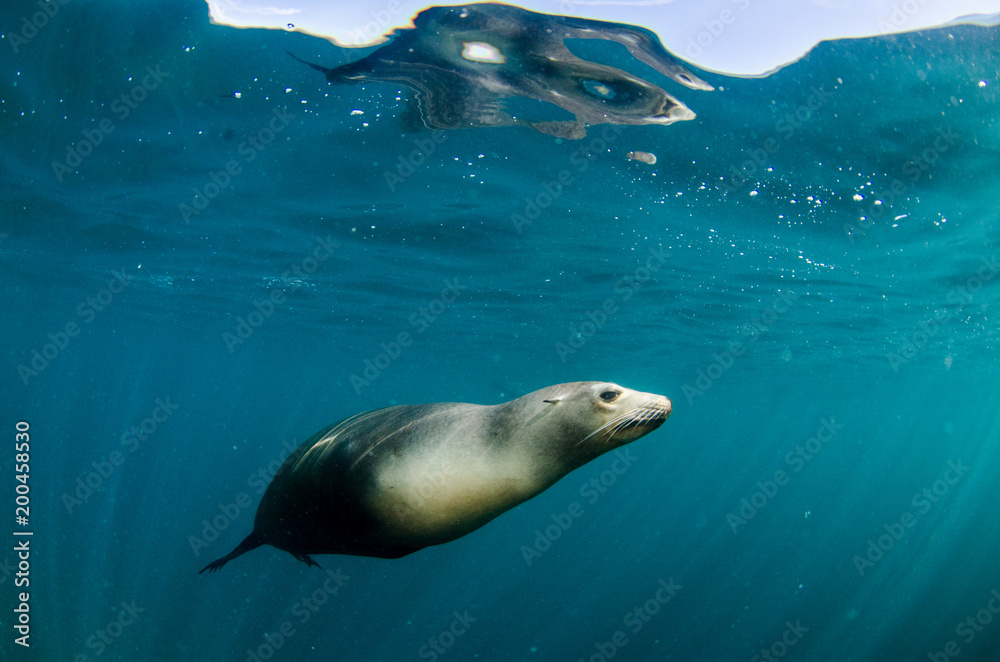 Fototapeta premium Kalifornijski lew morski (Zalophus californianus) pływający i bawiący się na rafach los Islotes na wyspie Espiritu Santo w La paz ,. Baja California Sur, Meksyk.