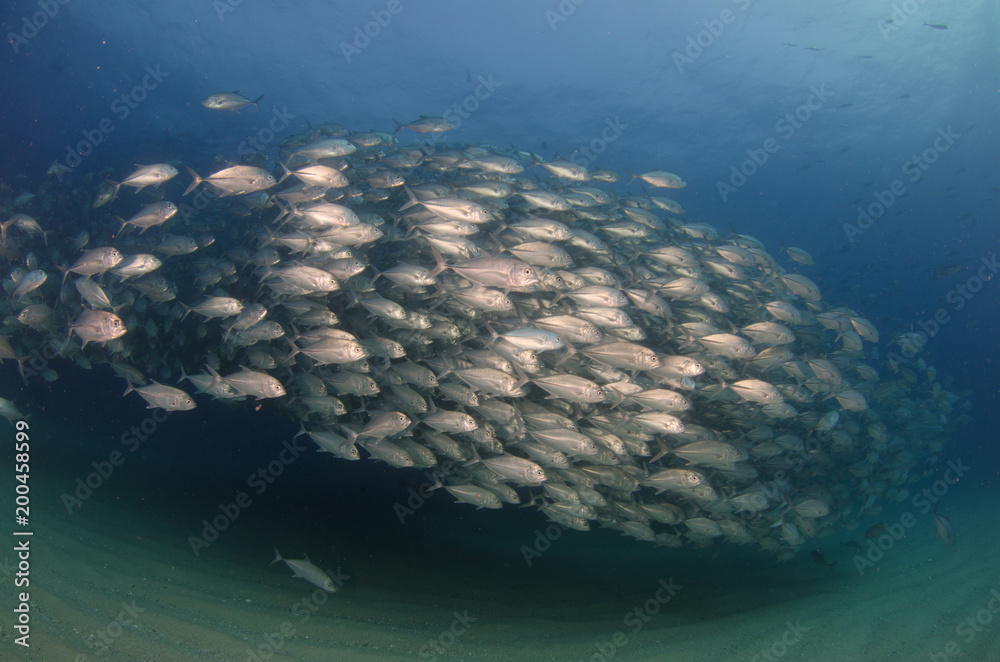 Obraz premium ig eye Trevally Jack, (Caranx sexfasciatus) Forming a polarized school or bait ball. Cabo Pulmo National Park. Baja California Sur,Mexico.