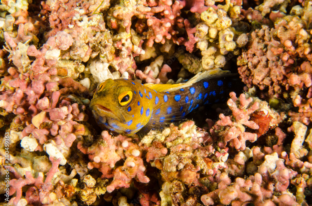 Obraz premium Reef fishes from the sea of cortez, mexico