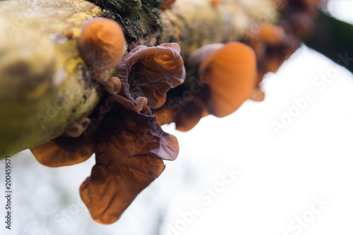 Wild mushrooms growing in woodland tree