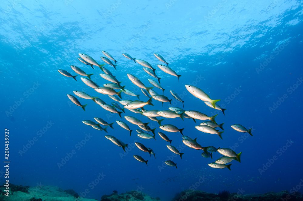 Obraz premium Reef fishes from the sea of cortez, mexico
