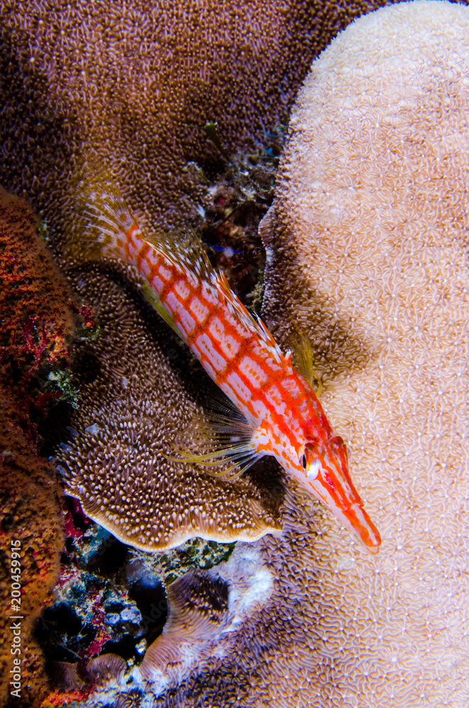 Obraz premium (Oxycirrhites typus) Longnose Hawkfish. reefs of the Sea of Cortez, Pacific ocean. Cabo Pulmo, Baja California Sur, Mexico.The world's aquarium.