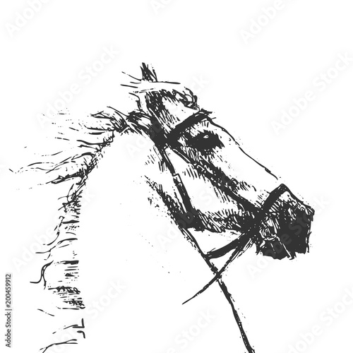 Tête cheval dessin illustration vecteur (horse head sketch vector graphic drawing)