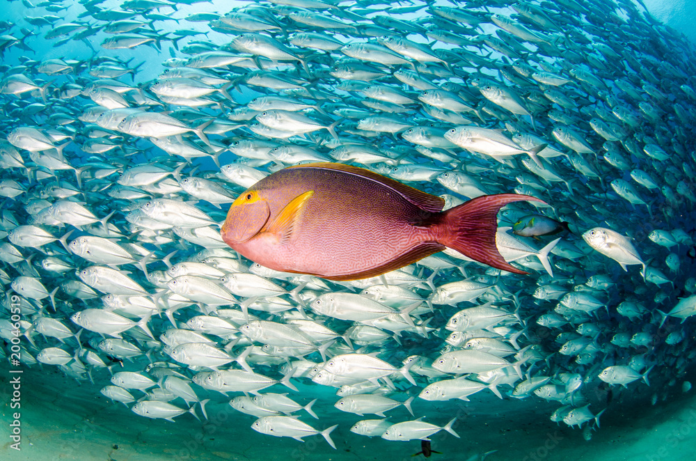 Fototapeta premium purple surgeonfish