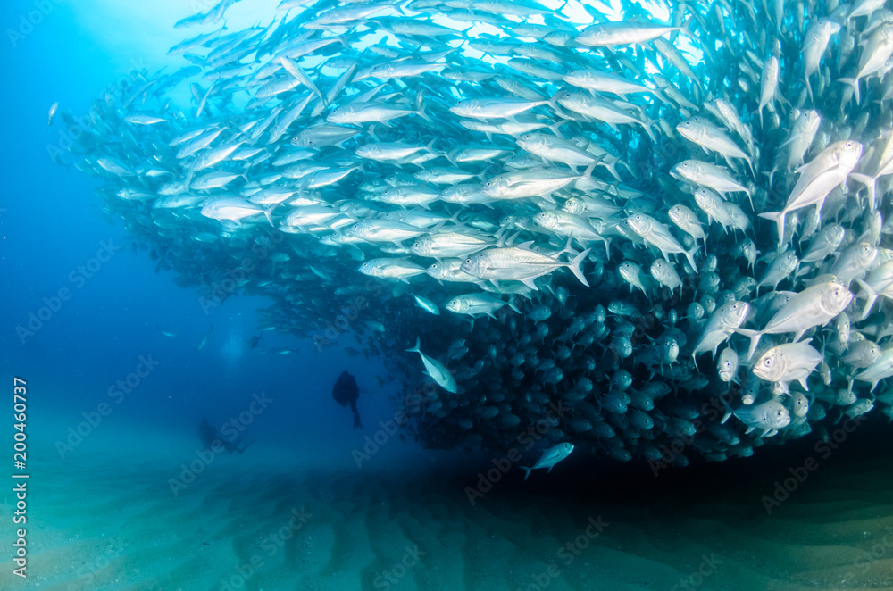 Fototapeta premium ig eye Trevally Jack, (Caranx sexfasciatus) Forming a polarized school or bait ball. Cabo Pulmo National Park. Baja California Sur,Mexico.