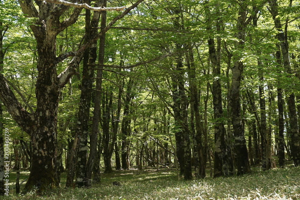 Fototapeta premium 大台ケ原の自然