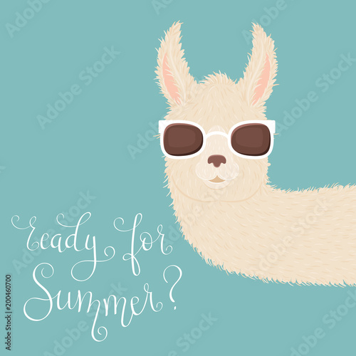 Peering llama in sunglasses