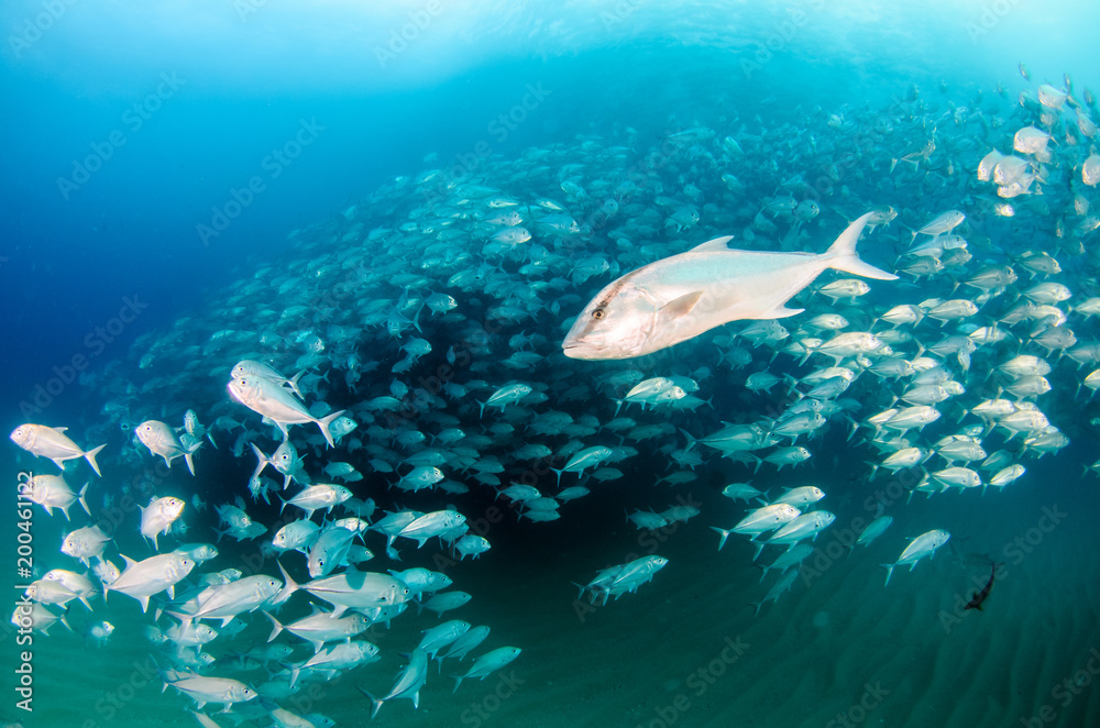 Obraz premium Big eye Trevally Jack, (Caranx sexfasciatus) in polarized school, bait ball or tornado. Cabo Pulmo National Park. Baja California Sur,Mexico.