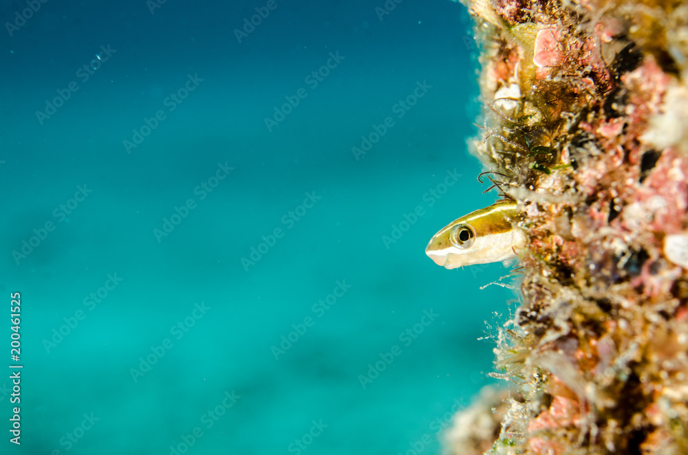 Obraz premium Reef fishes from the sea of cortez, mexico