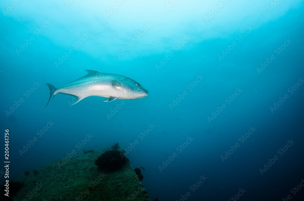 Fototapeta premium Greater amberjack (Seriola dumerili). Cabo Pulmo National Park, The world's aquarium. Baja California Sur,Mexico.