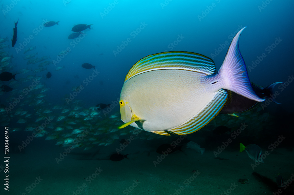 Fototapeta premium (Acanthurus xanthopterus) Yellowfin or purple Surgeonfish in a shipwreck. reefs of the Sea of Cortez, Pacific ocean. Cabo Pulmo, Baja California Sur, Mexico. Cousteau named it The world's aquarium.