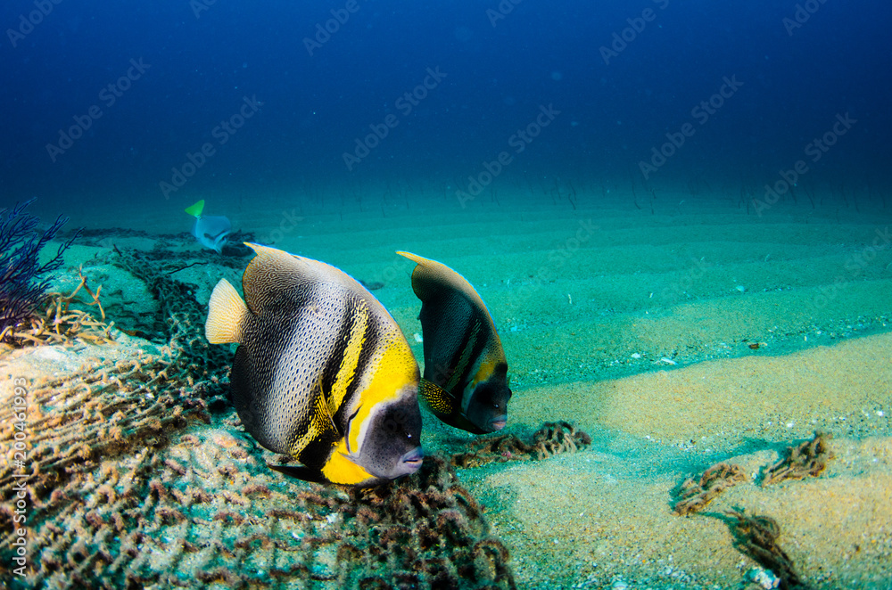 Fototapeta premium Reef fishes from the sea of cortez, mexico