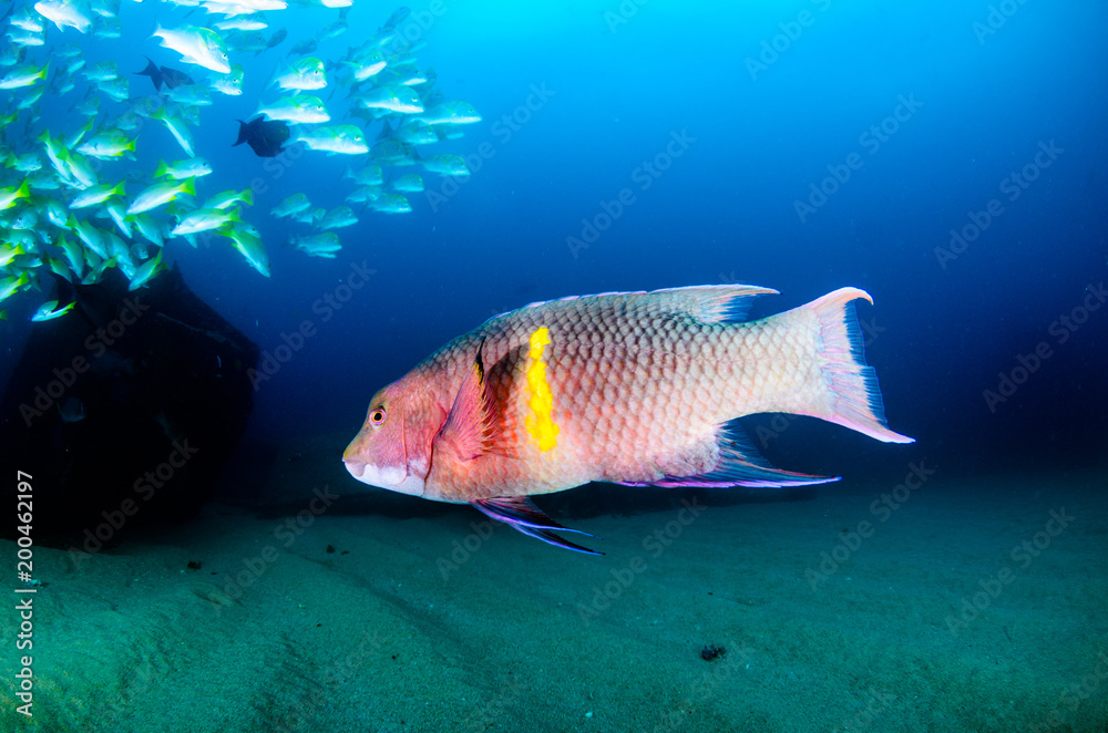 Fototapeta premium Mexican Hogfish (Bodianus diplotaena). reefs of the Sea of Cortez, Pacific ocean. Cabo Pulmo, Baja California Sur, Mexico. The world's aquarium.