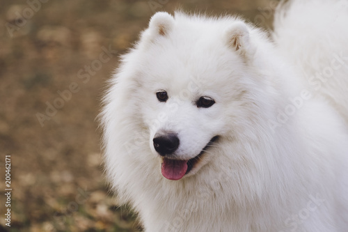 Beautiful dog Samoyed in the park, in the forest © Alexander
