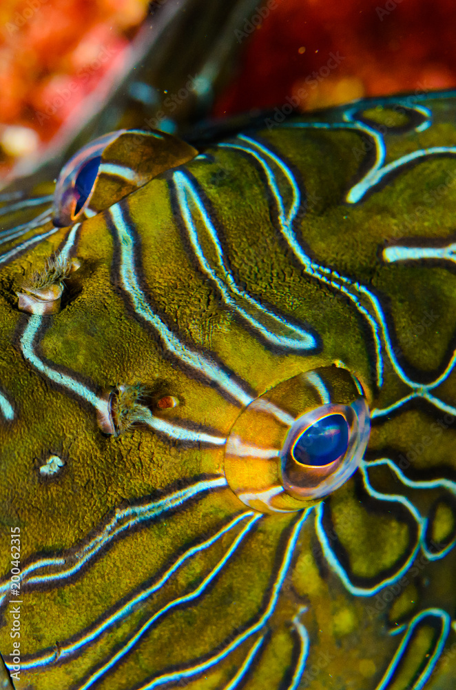 Obraz premium Reef fishes from the sea of cortez, mexico