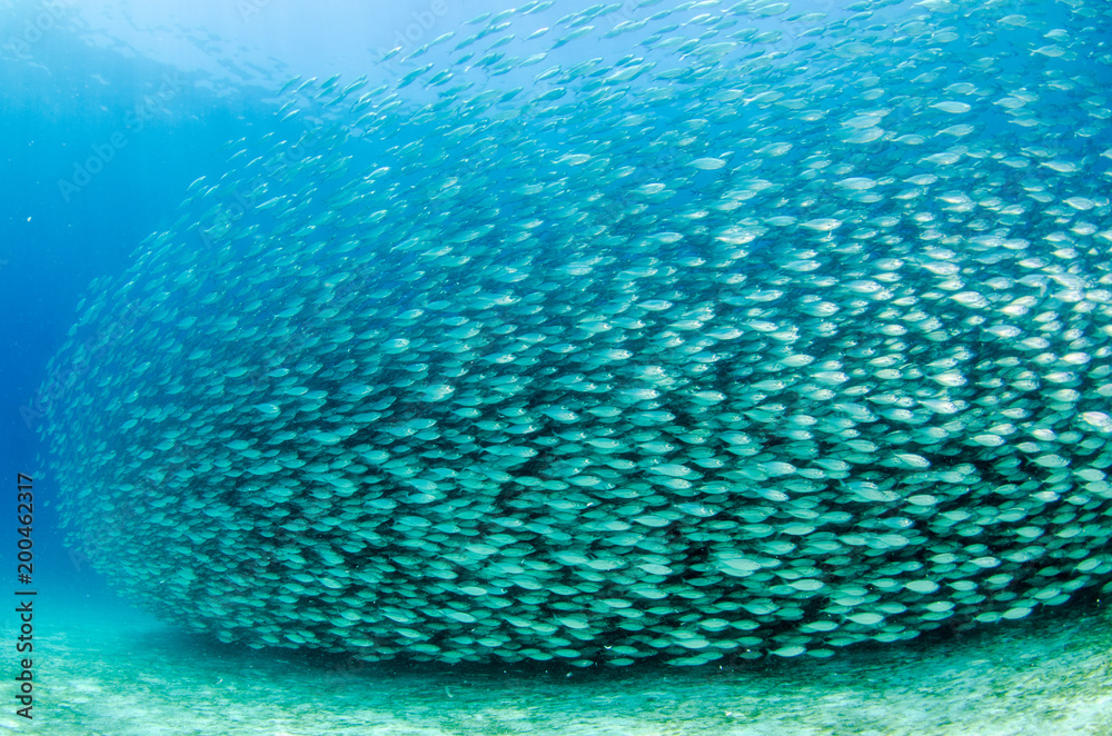 Fototapeta premium bait ball, mexico