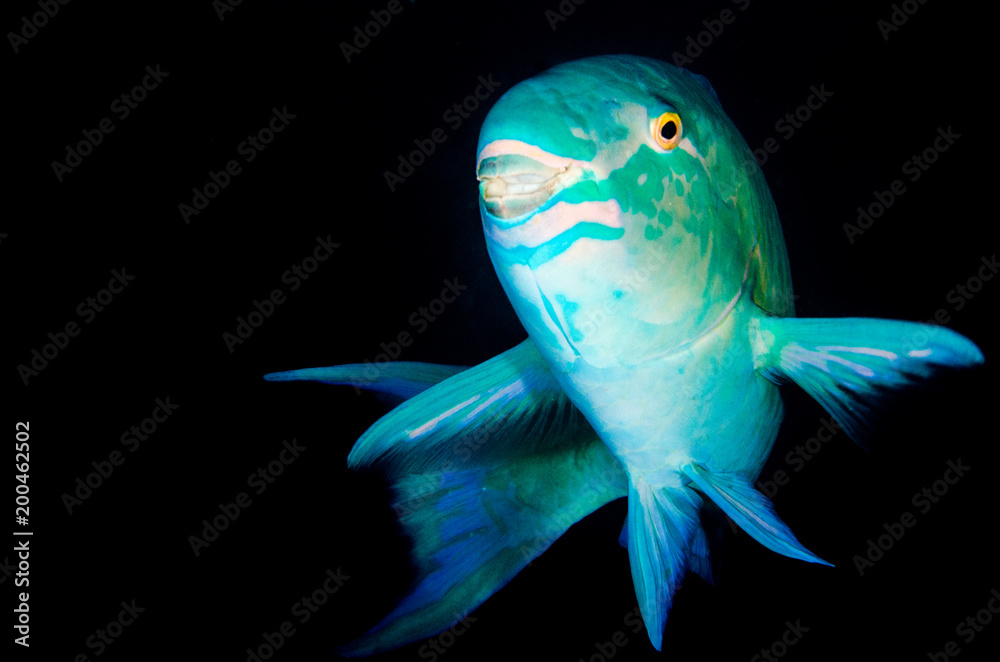 Obraz premium (Scarus compressus), Azure parrotfish, feeding in a shipwreck . reefs of the Sea of Cortez, Pacific ocean. Cabo Pulmo, Baja California Sur, Mexico.