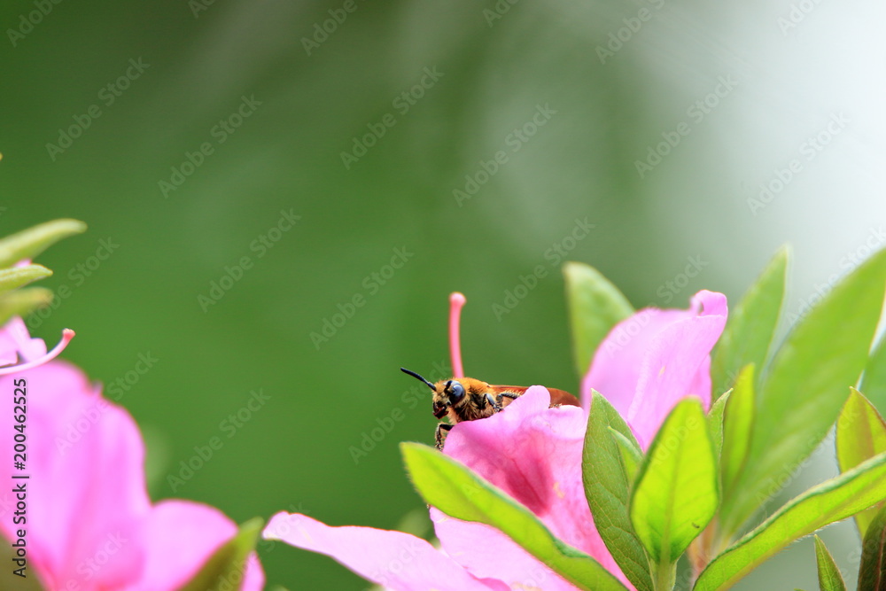 花とアシナガバチ