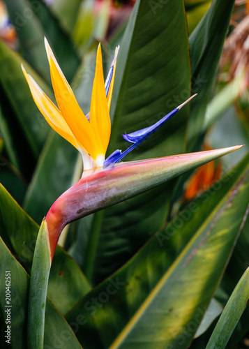 Colorful strelizia flower